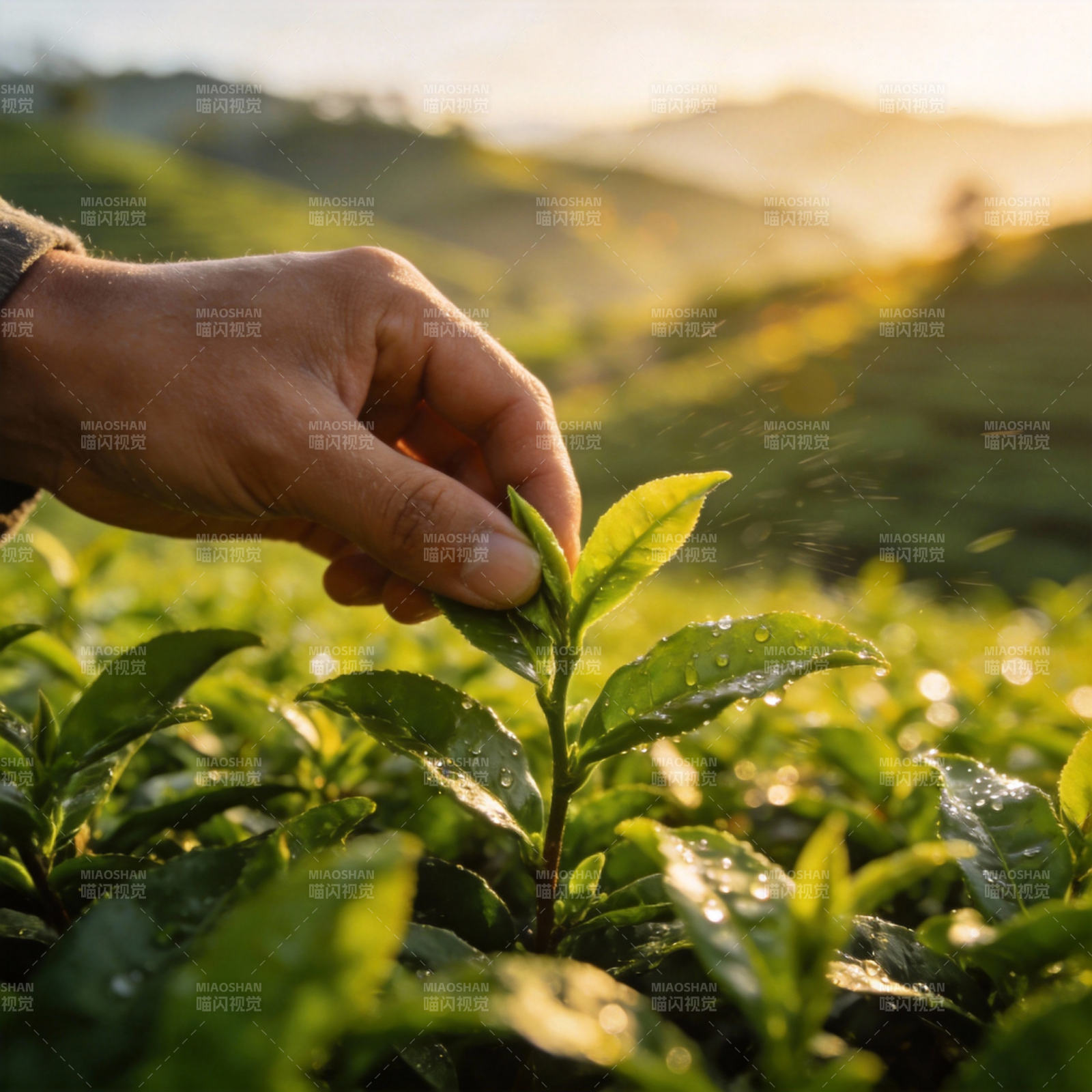 采茶手作图片