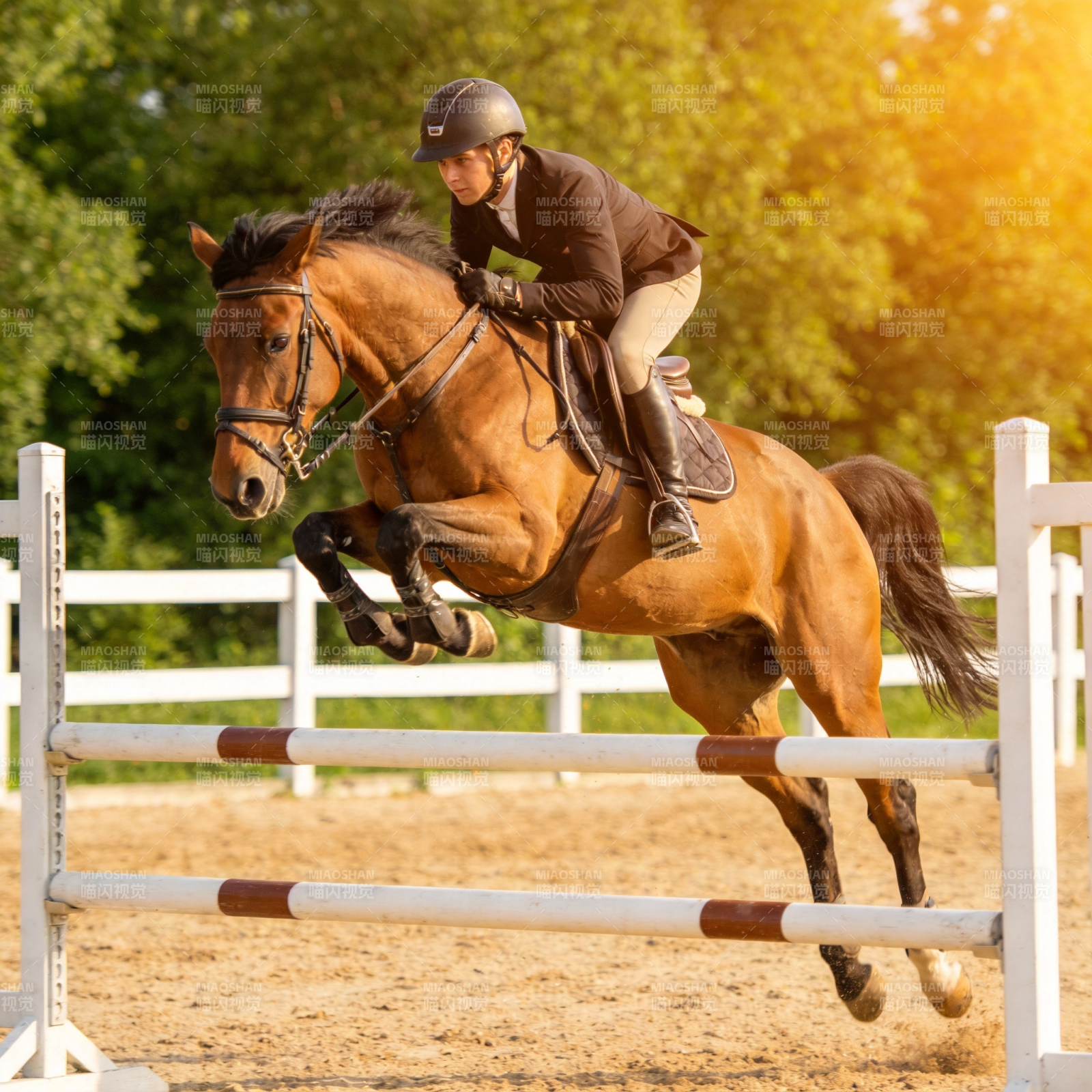 骏马飞跃障碍图片