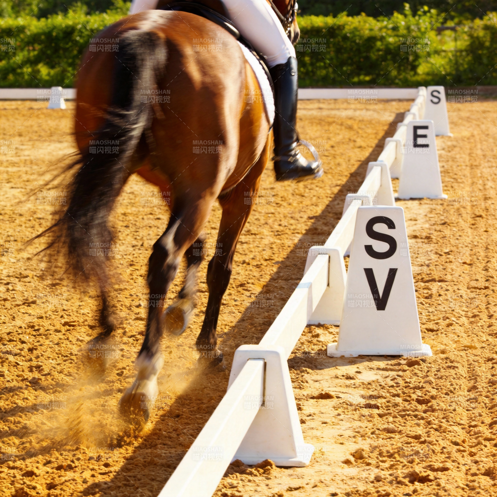 马术训练瞬间图片