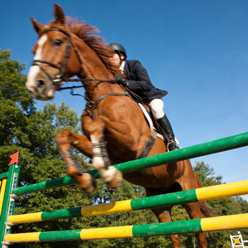 骏马飞跃障碍图片