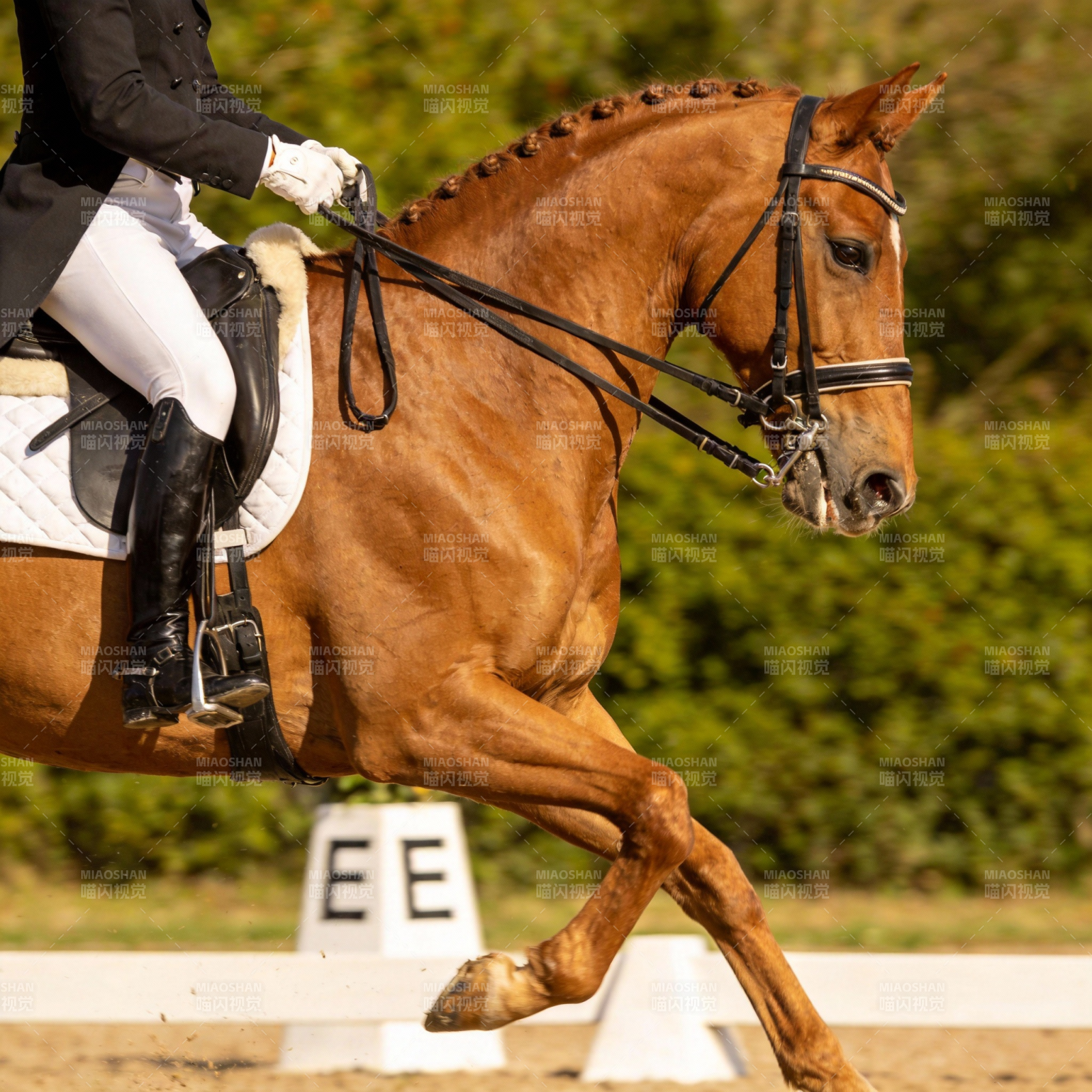 马术优雅瞬间图片
