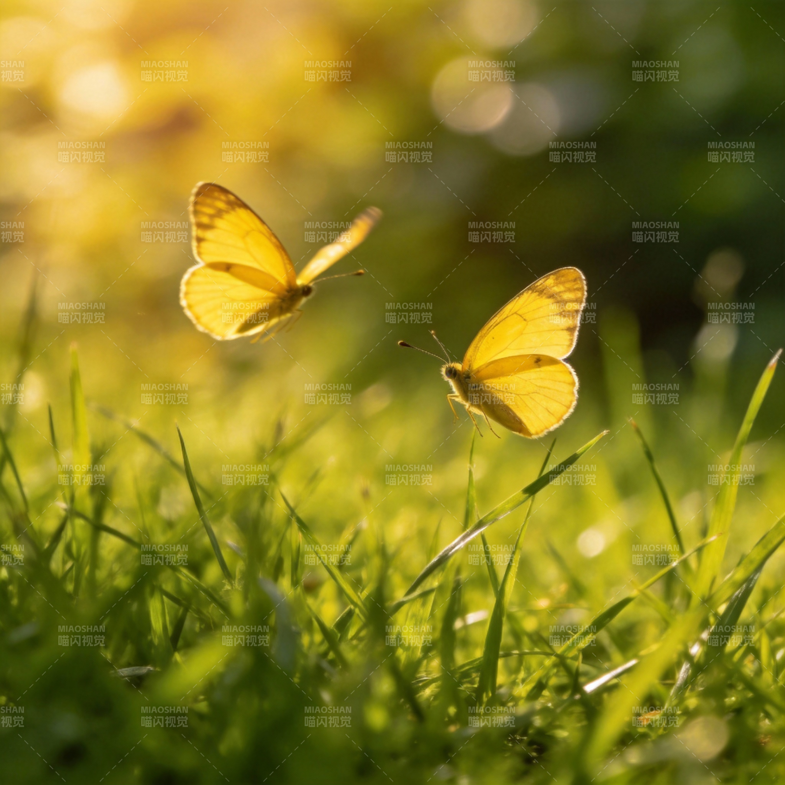 黄蝶舞草间图片
