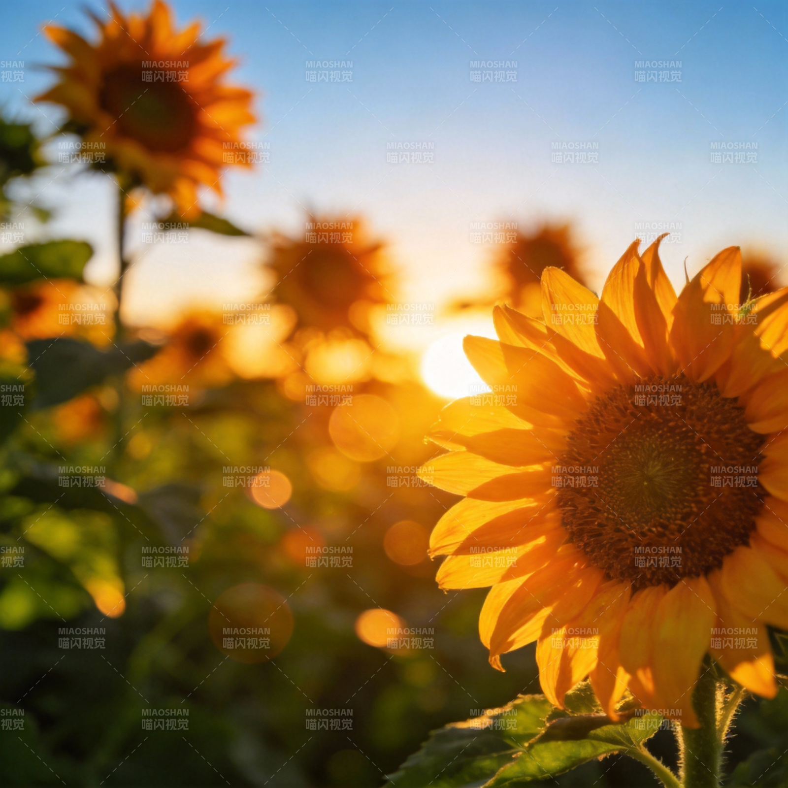 向日葵迎朝阳图片