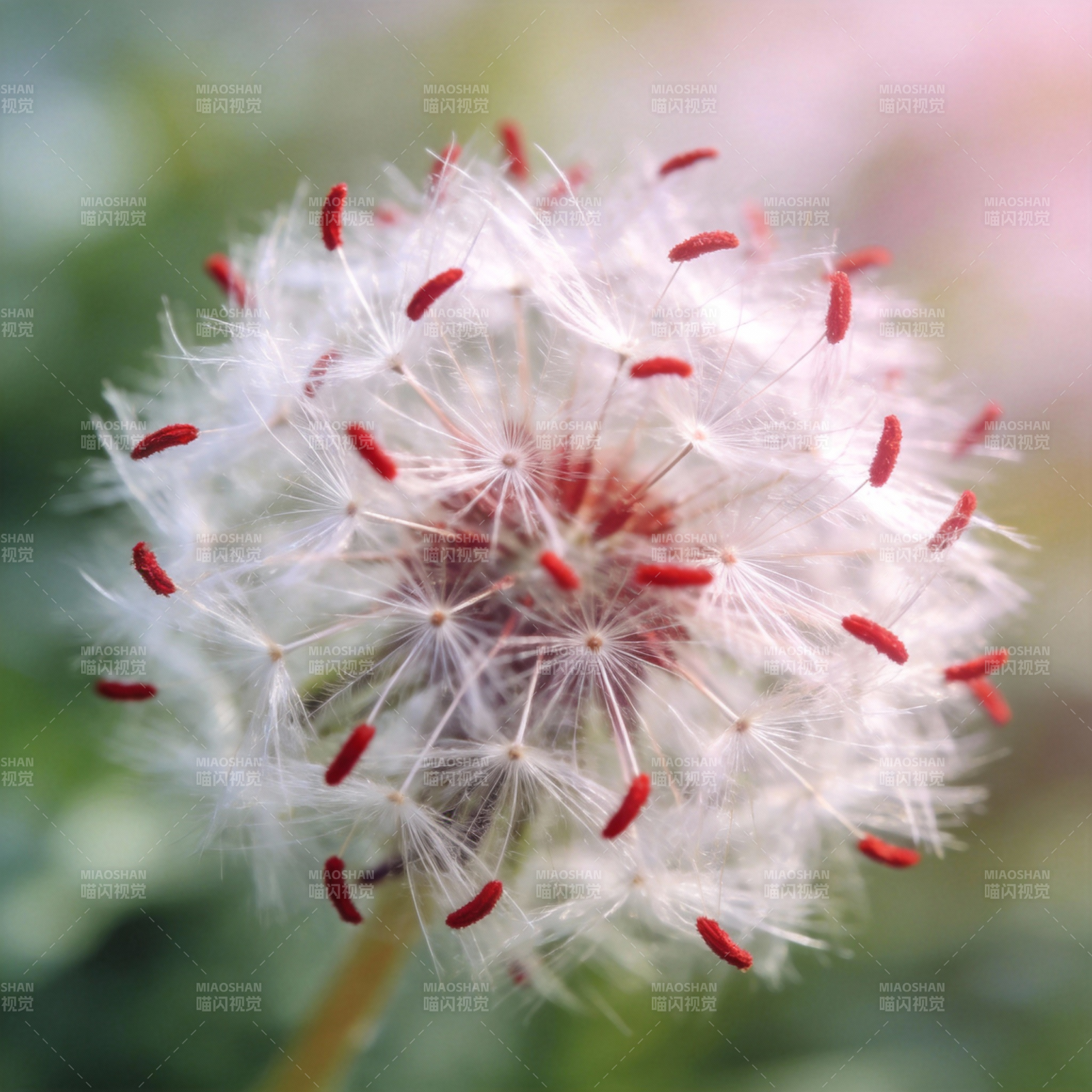 蒲公英的红色种子图片
