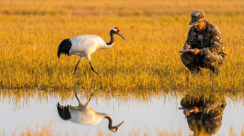 鹤影人踪水畔图片