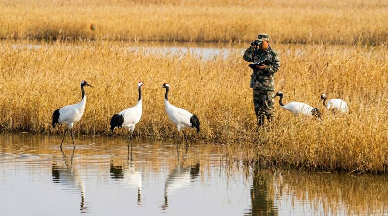 湿地护鸟人图片