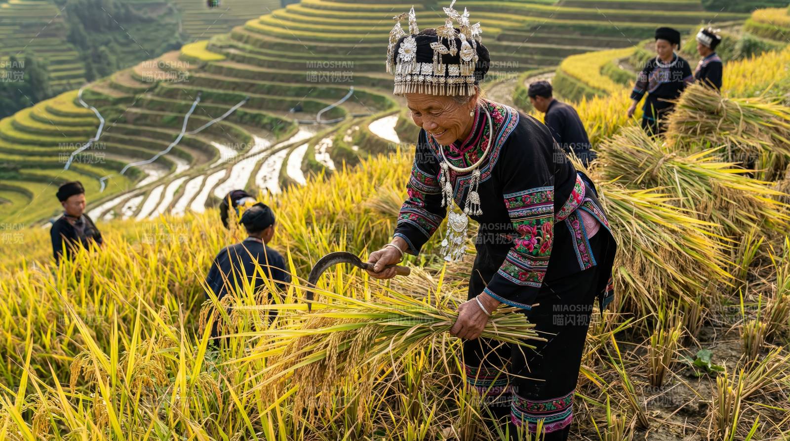 梯田秋收忙图片