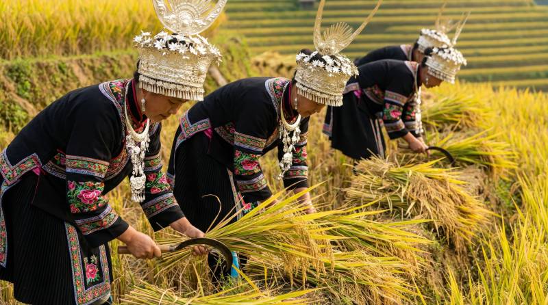 苗族女子收割稻谷图片