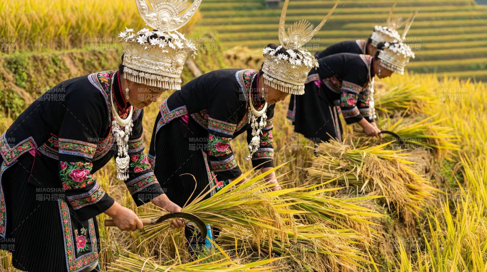 苗族女子收割稻谷图片
