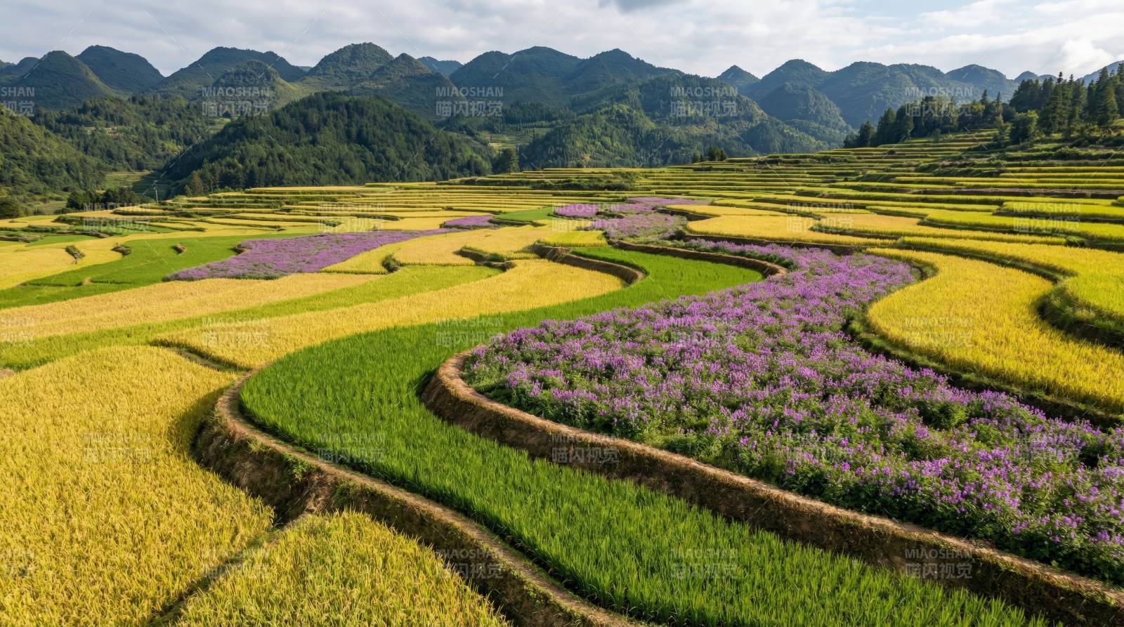 梯田花海风光图片