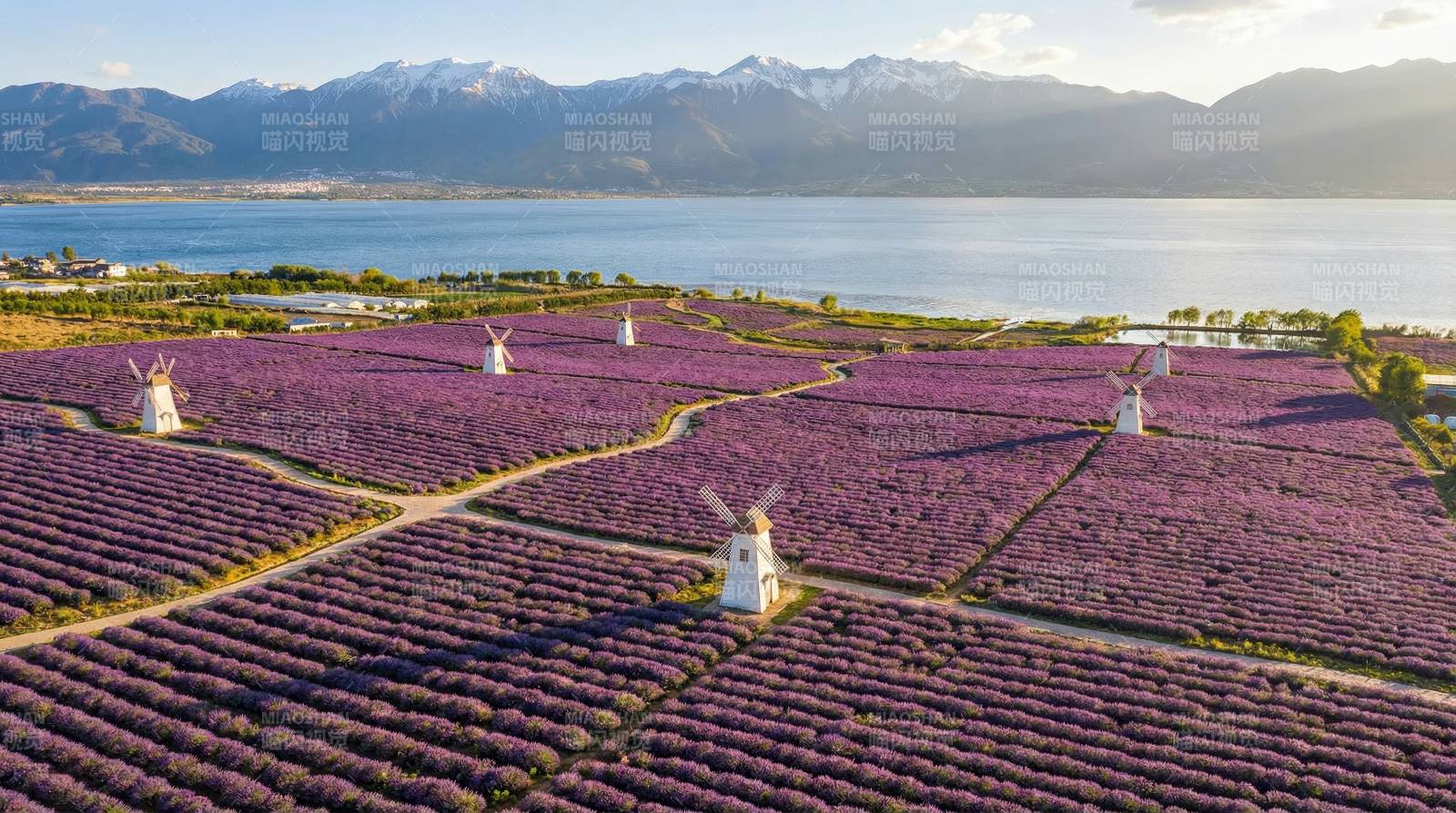 薰衣草田与雪山湖景图片