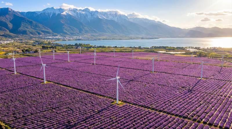 风车花海映雪山图片