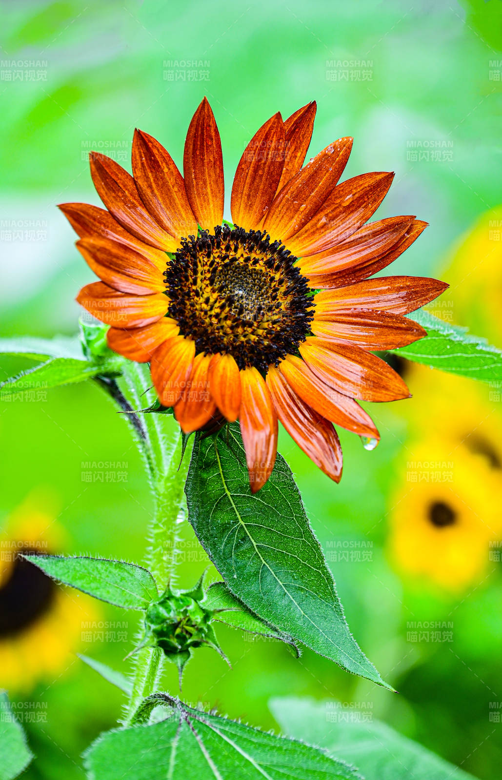 雨后绽放的橙色向日葵特写图片