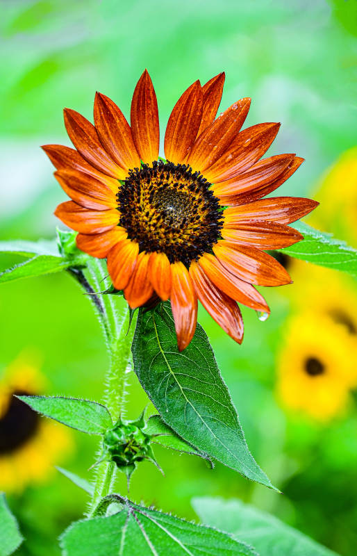 雨后绽放的橙色向日葵特写图片