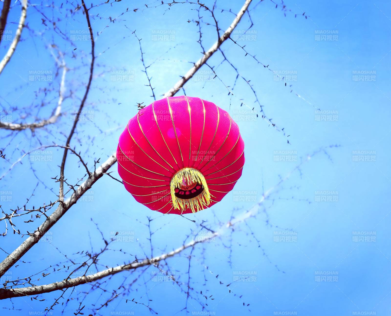 红灯笼挂枝头图片