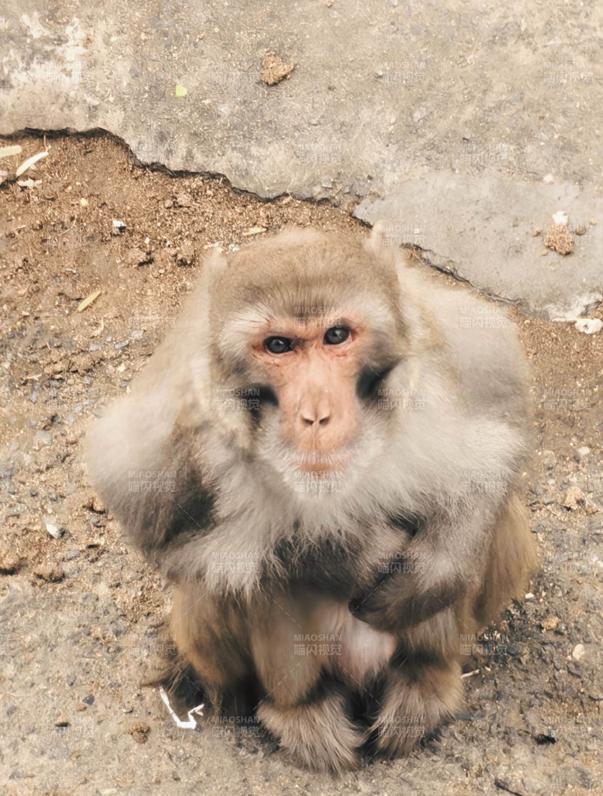 猴子静坐地面图片