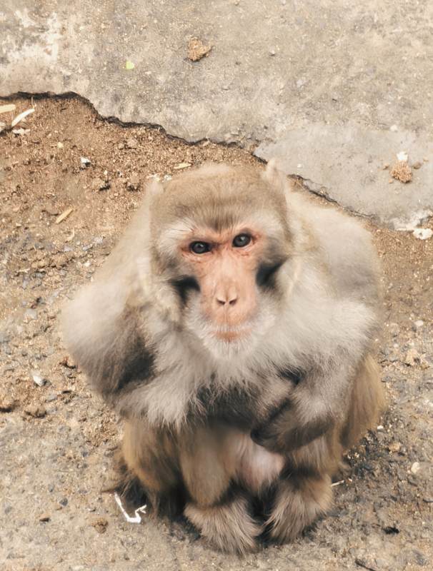 猴子静坐地面图片