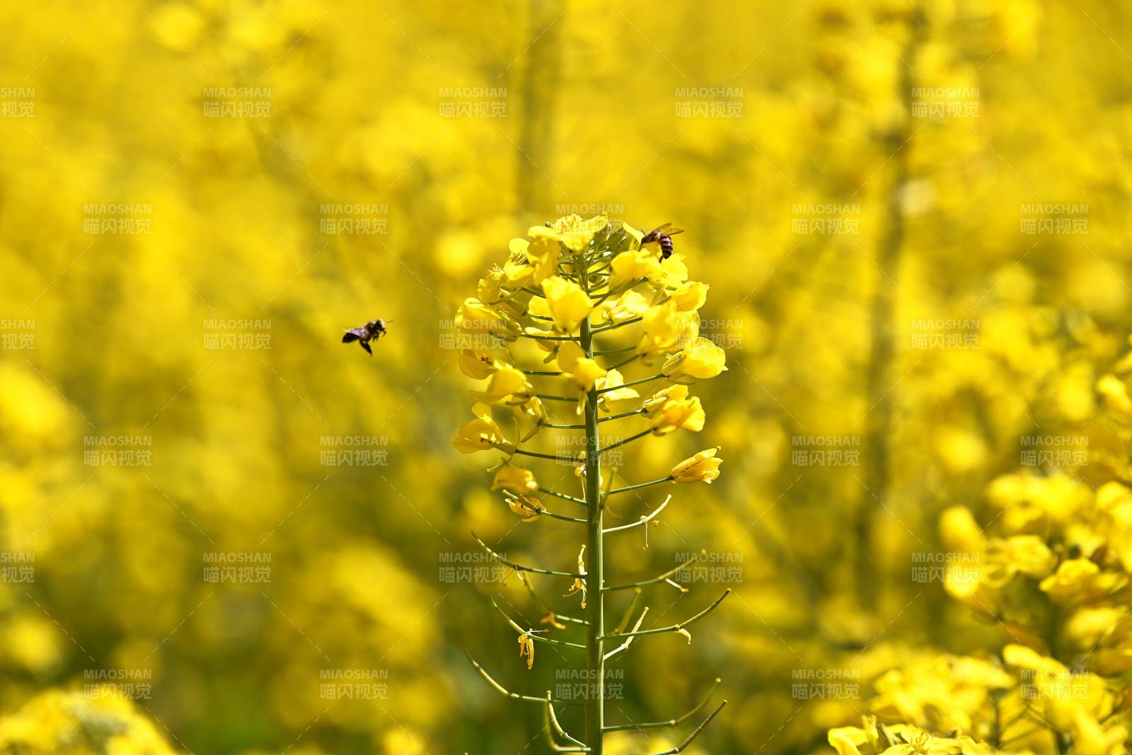 油菜花海蜜蜂飞图片