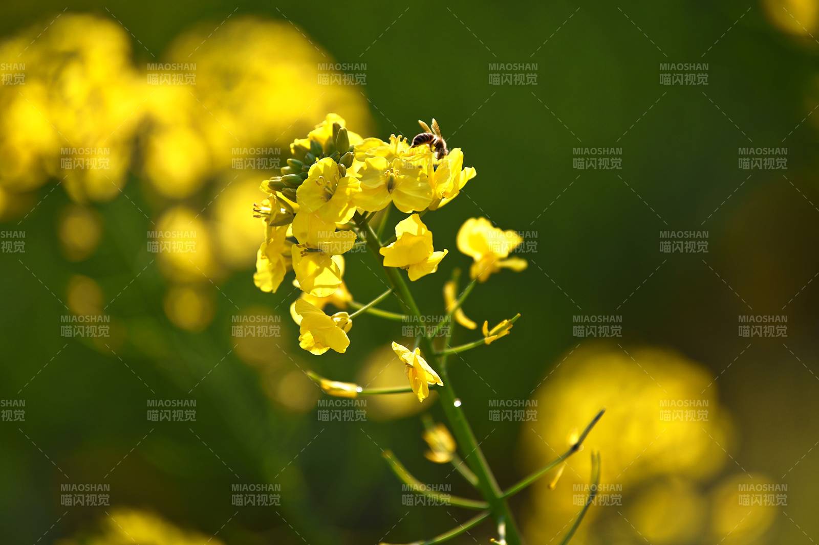 油菜花丛中的蜜蜂图片