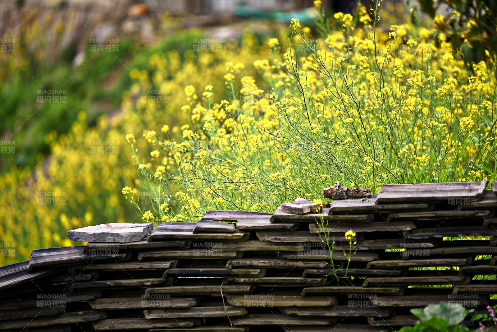 农夫的菜园子图片