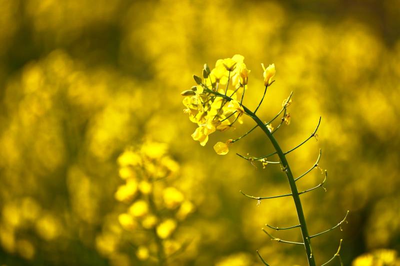 油菜花海绽放图片