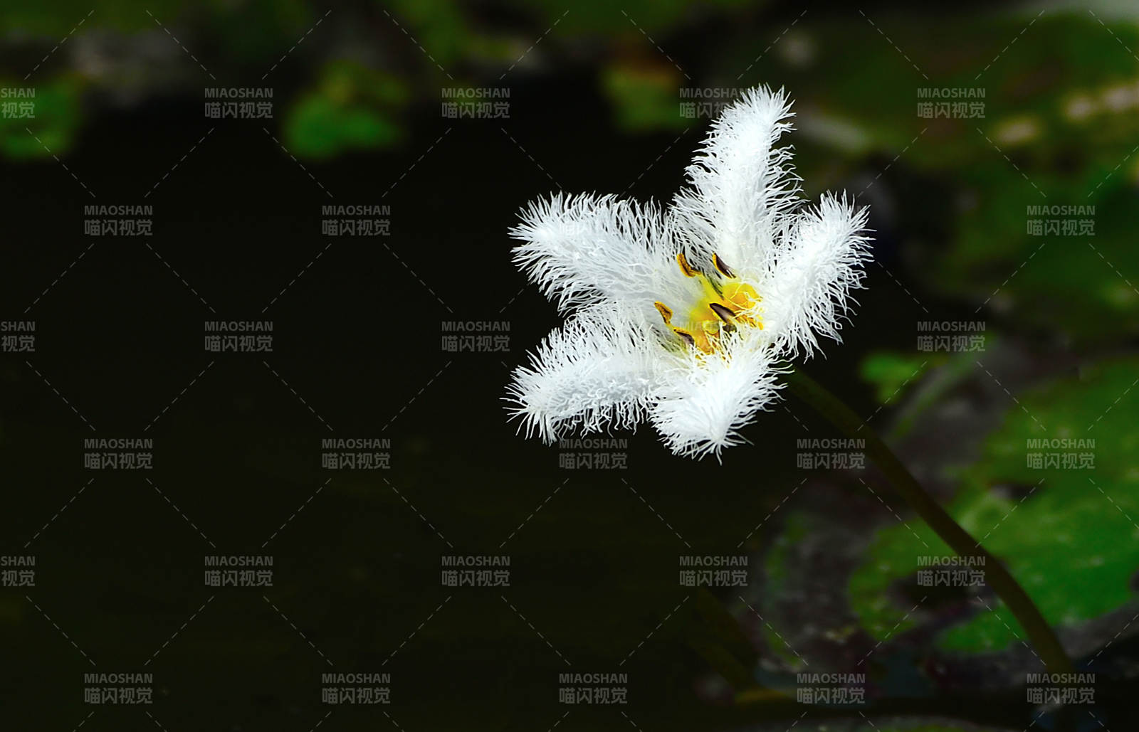 水生白花绽放图片