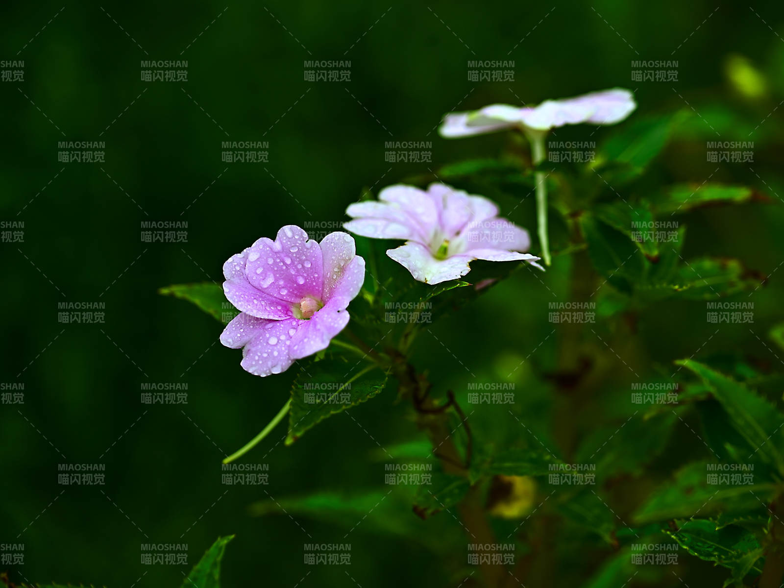 雨后盛开的粉色凤仙花特写图片