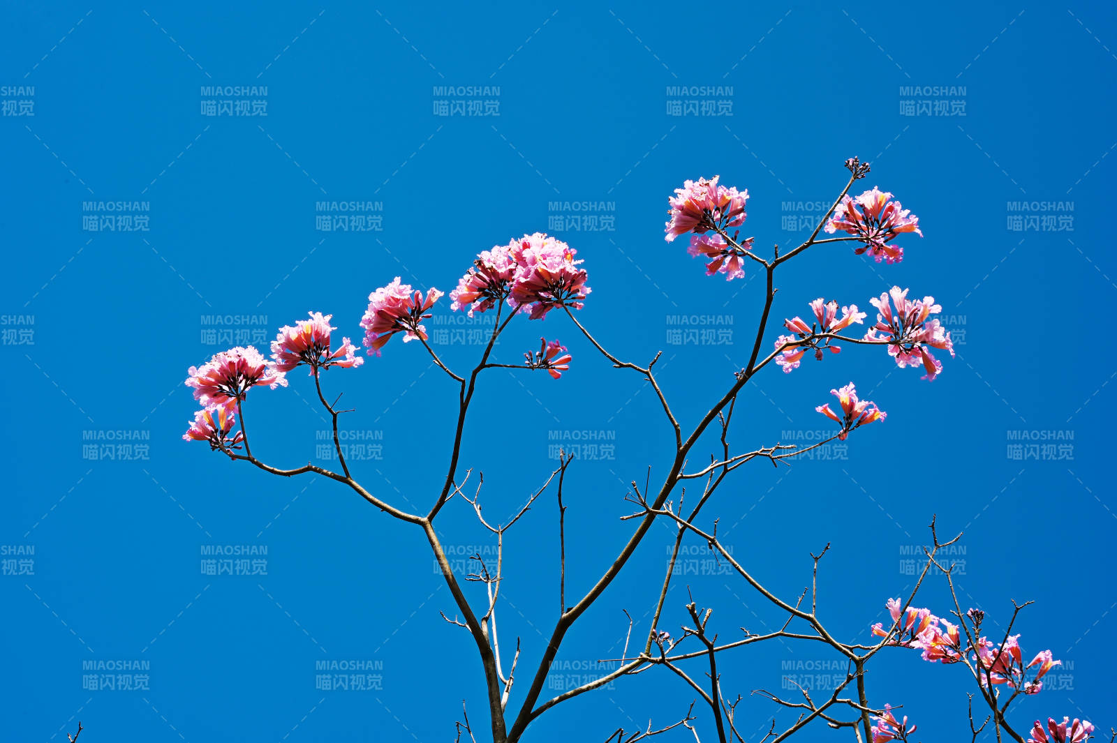 蓝天下盛开的粉色风铃木图片