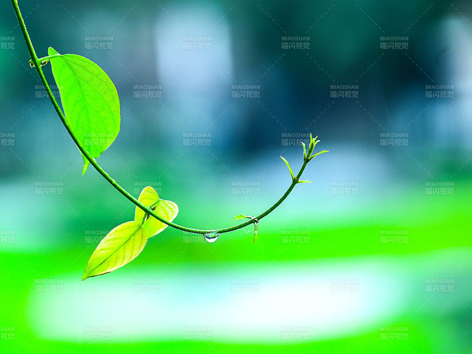 绿叶与露珠特写图片