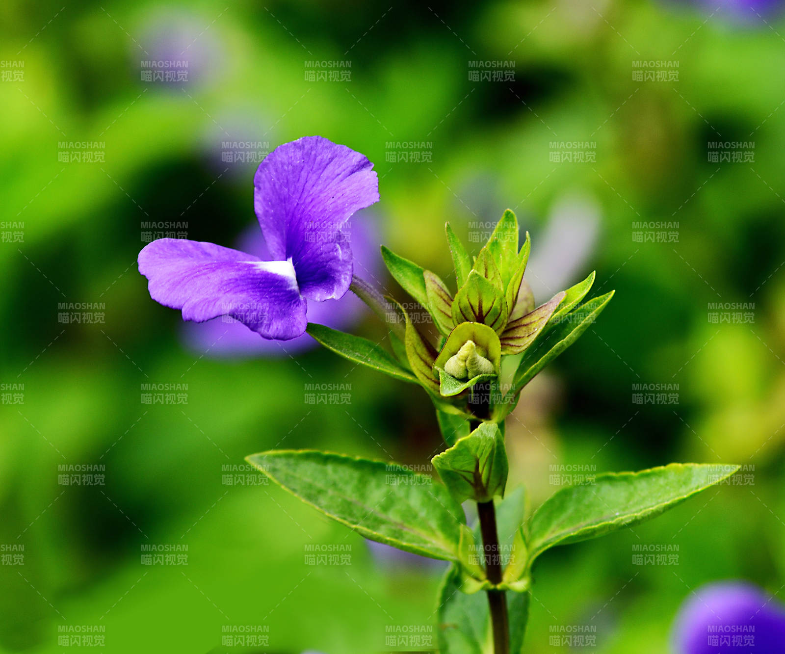蝴蝶草绽放绿意中图片