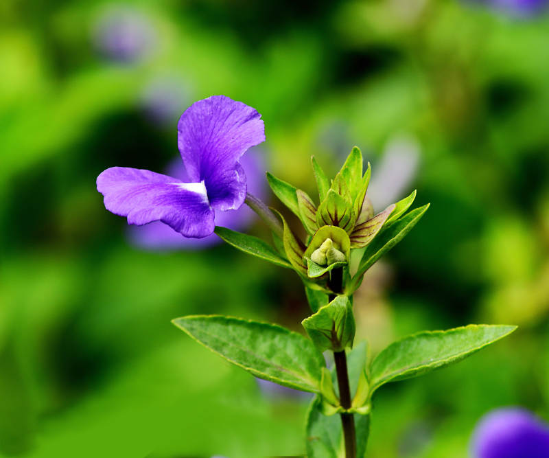 蝴蝶草绽放绿意中图片