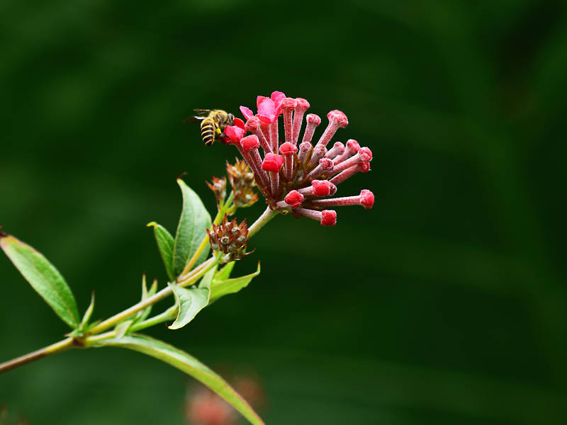 巴拿马玫瑰花与小蜜蜂特写图片