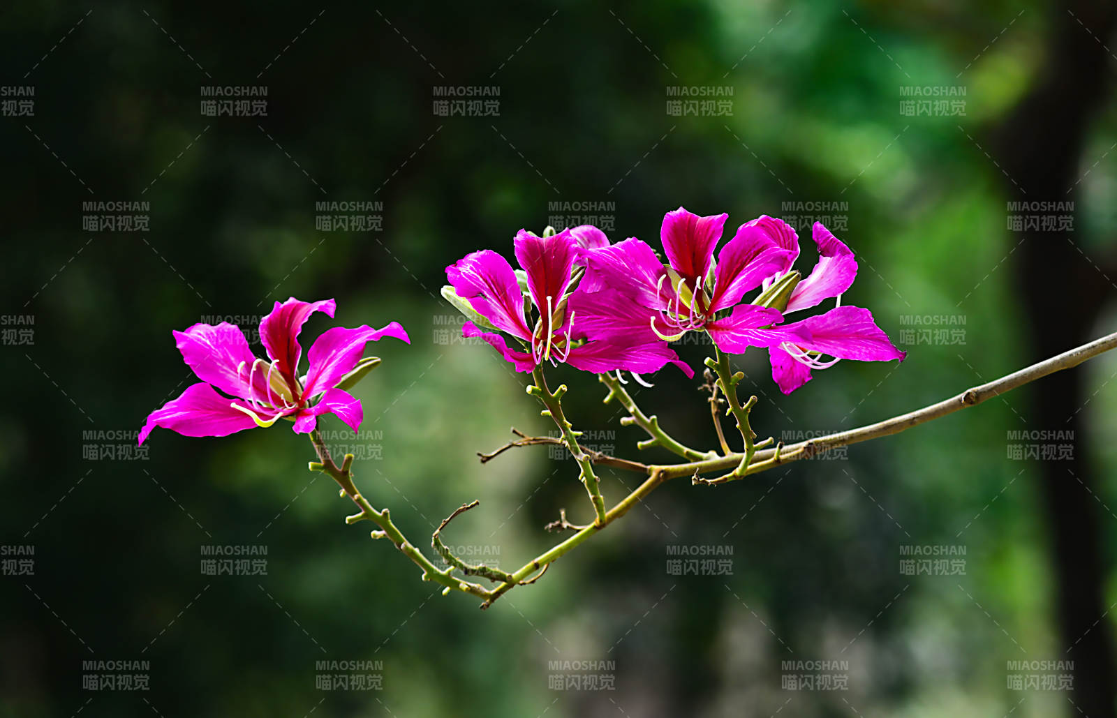 紫荆花绽放枝头图片