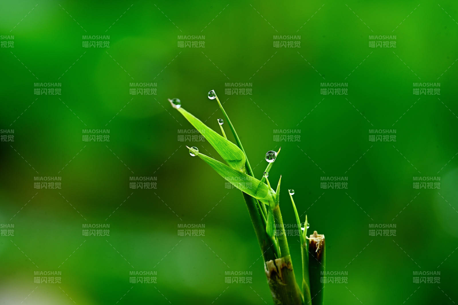 竹叶与雨珠图片