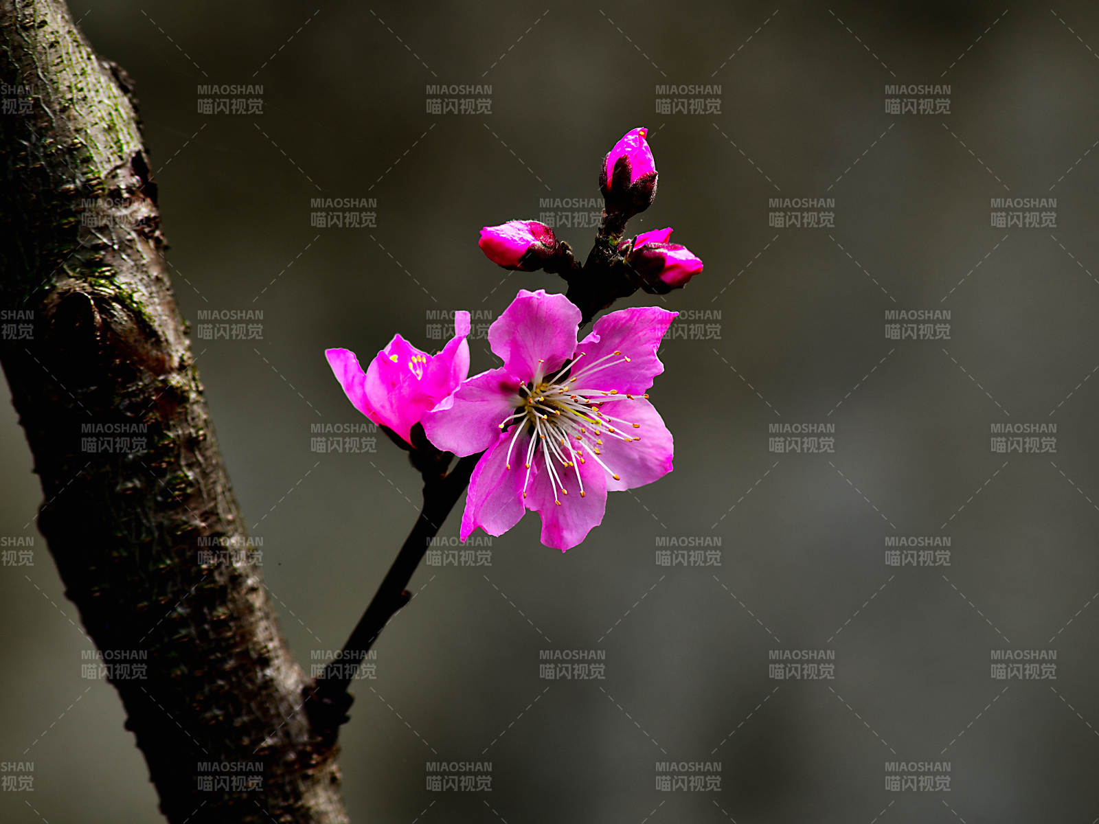 桃花枝头绽放特写图片