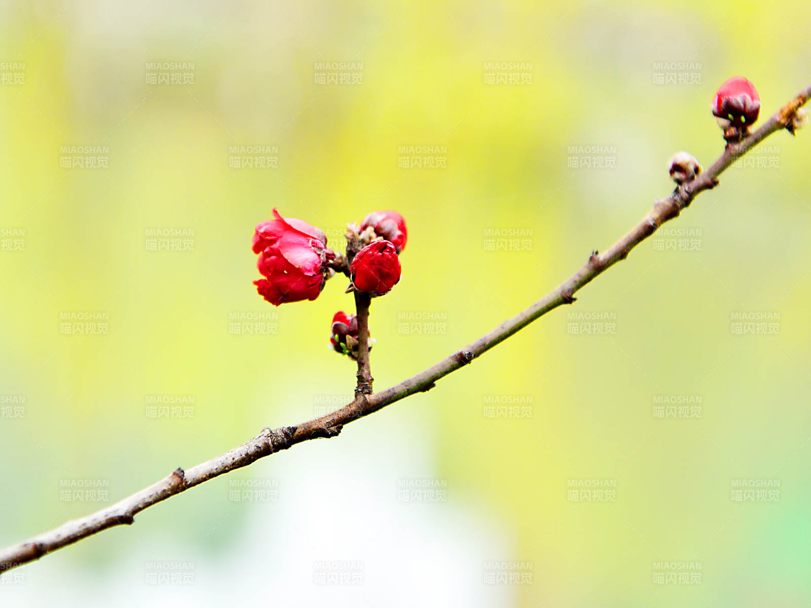 桃花枝头绽放特写图片