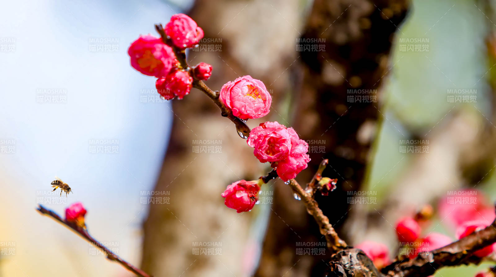 梅花绽放 蜂飞花间图片