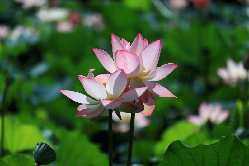 粉莲绽放绿叶间图片