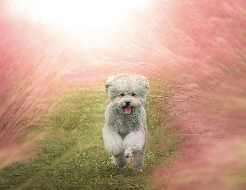 萌犬奔跑在花海中图片