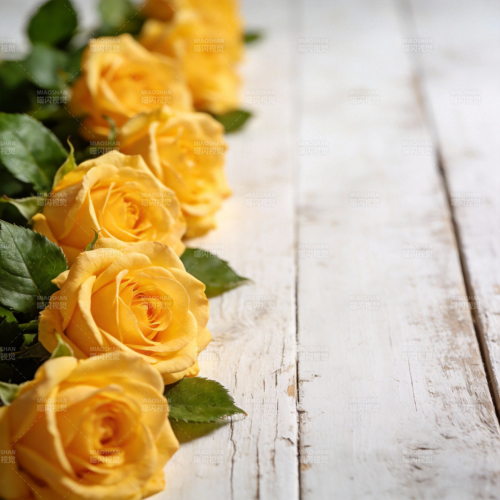 黄玫瑰静谧之美图片