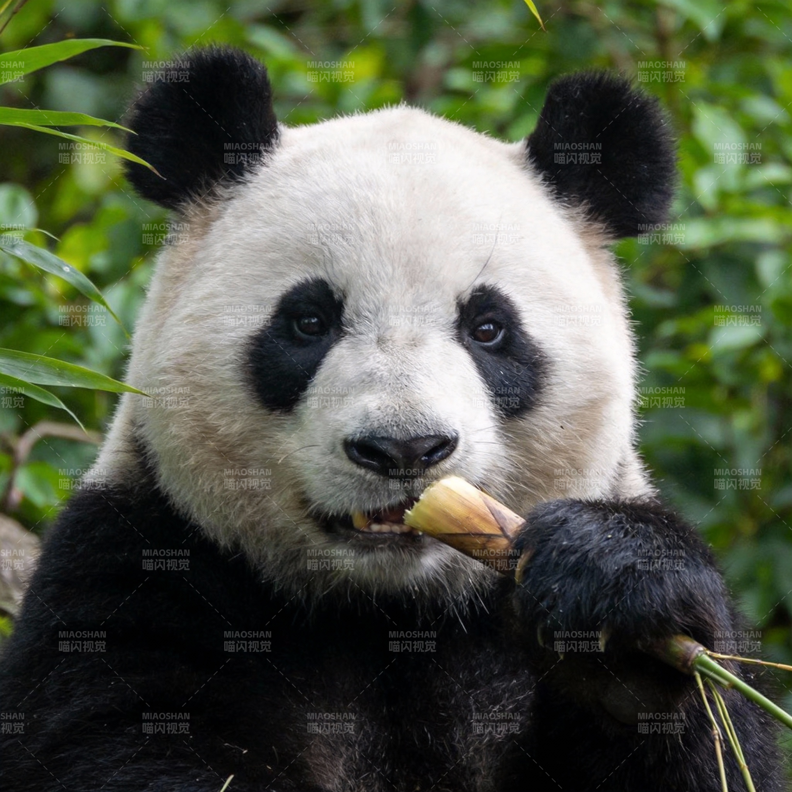 熊猫啃竹子图片