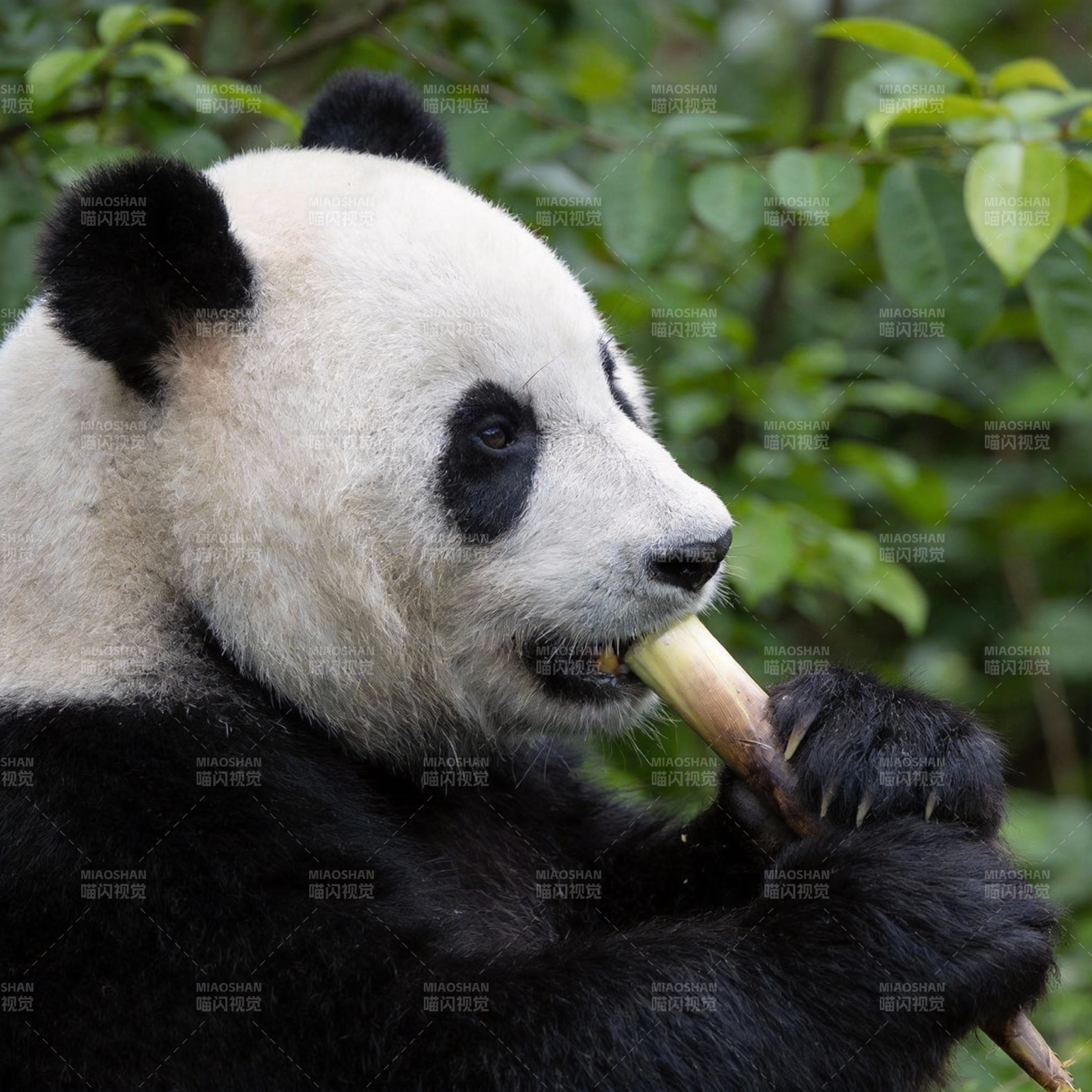 熊猫啃竹子图片