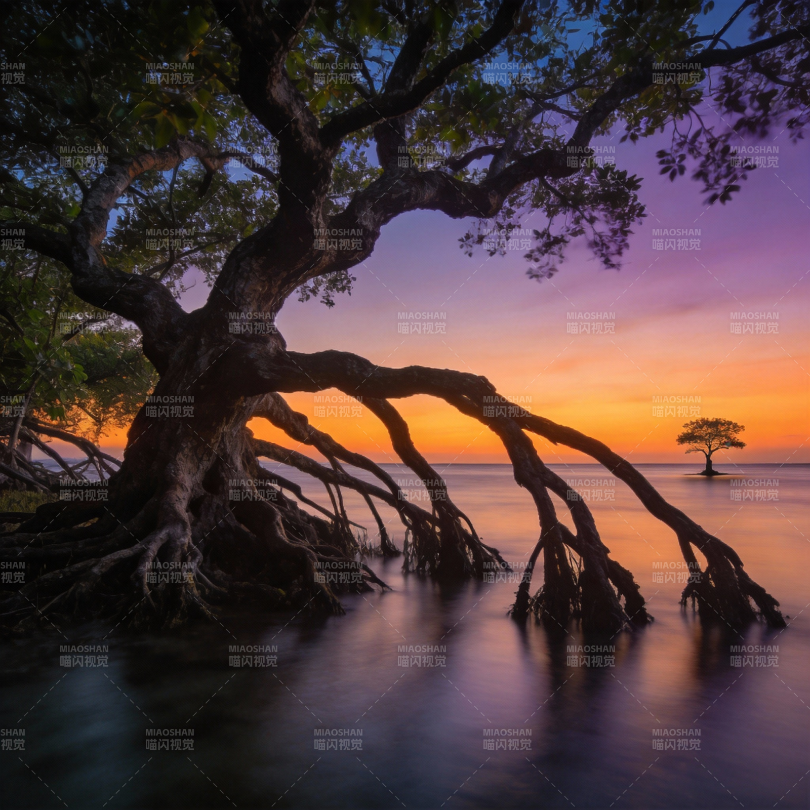 暮色中的树影图片