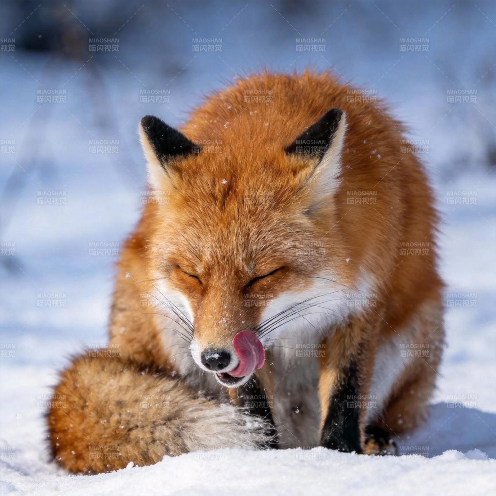 雪中狐狸舔毛图片