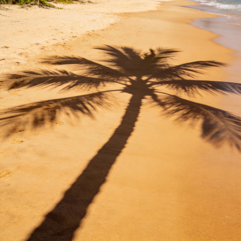 椰影沙滩图片