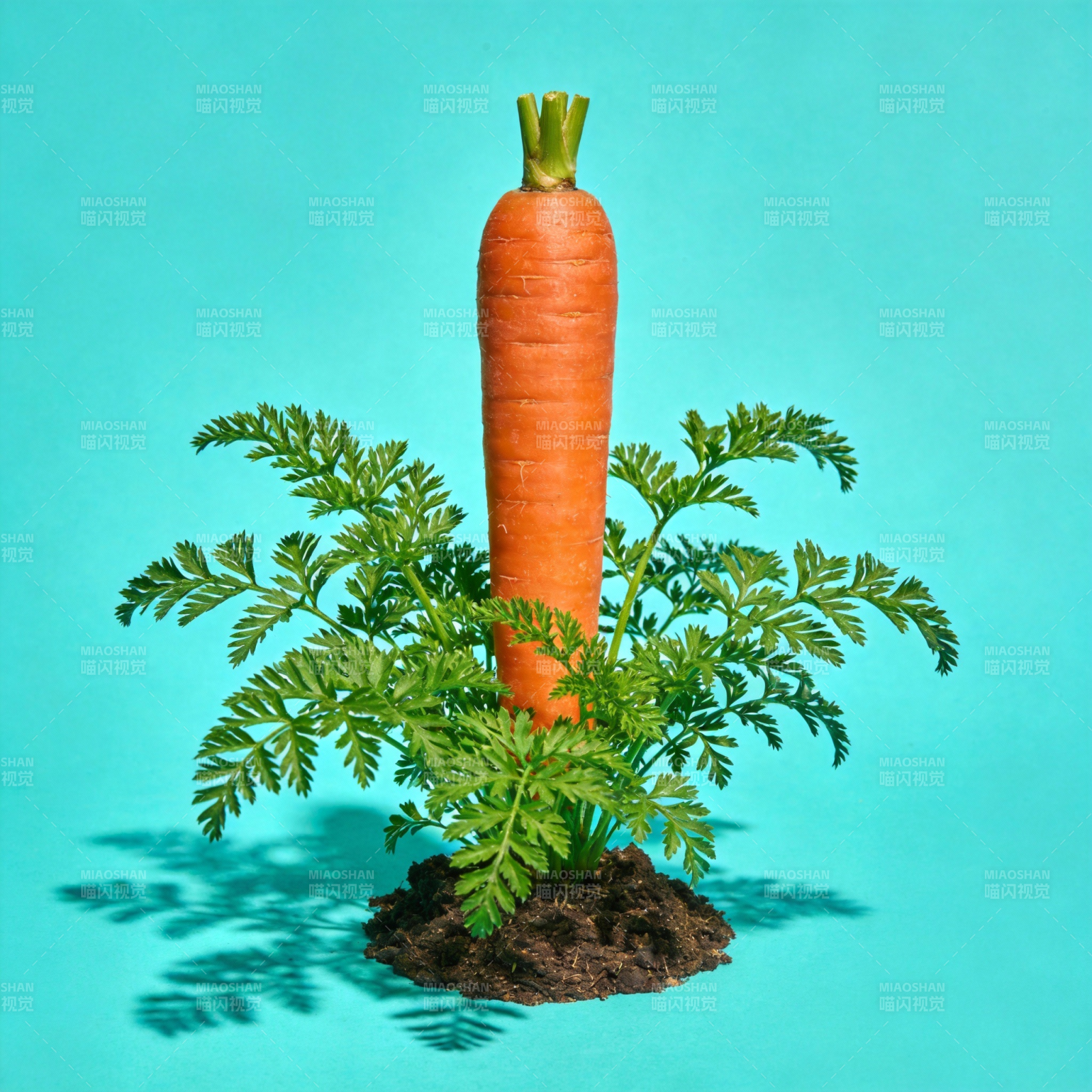 胡萝卜生长图图片