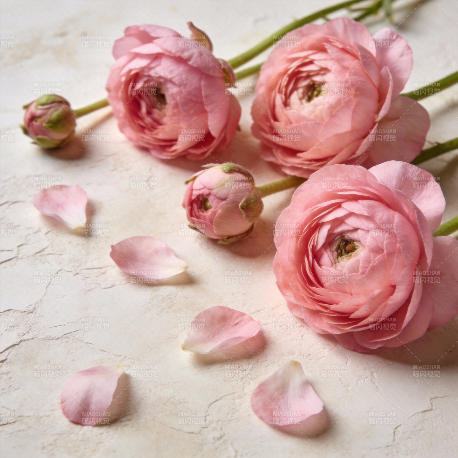 粉玫瑰静谧绽放图片