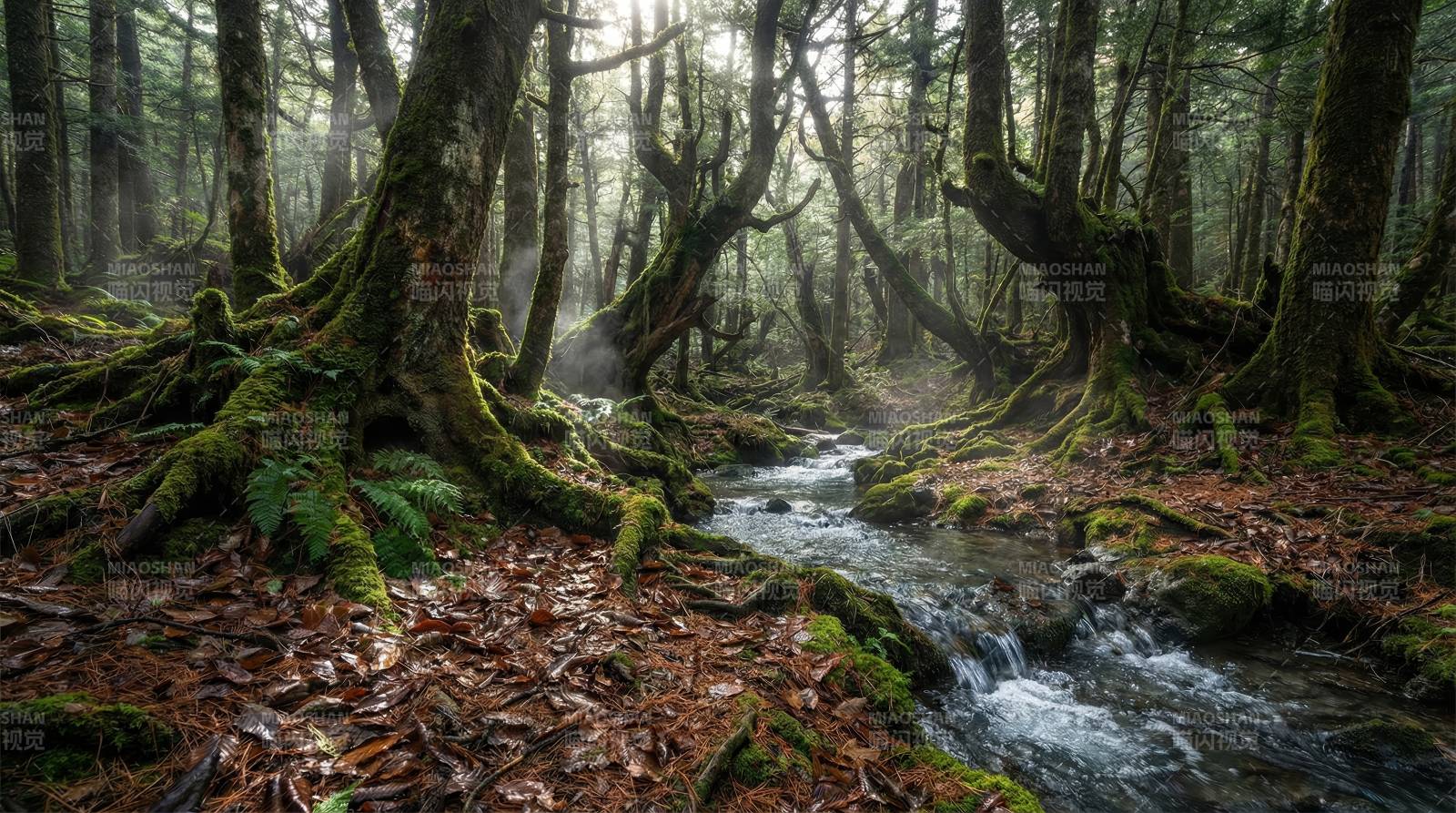雾林溪流图片