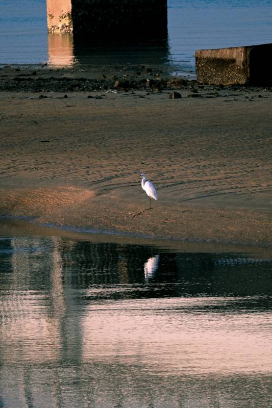 白鹭静立水边图片