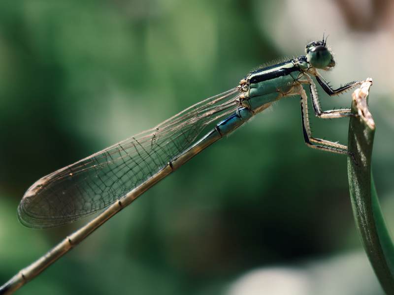 蜻蜓栖息枝头图片